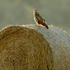 Bussard auf dem Heuballen