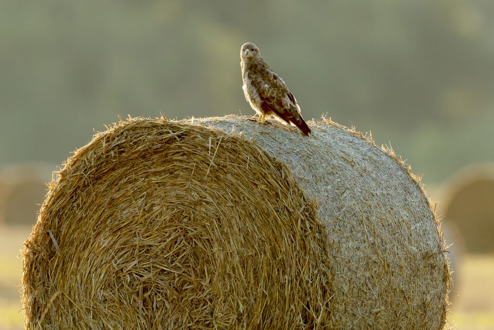 Bussard auf dem Heuballen