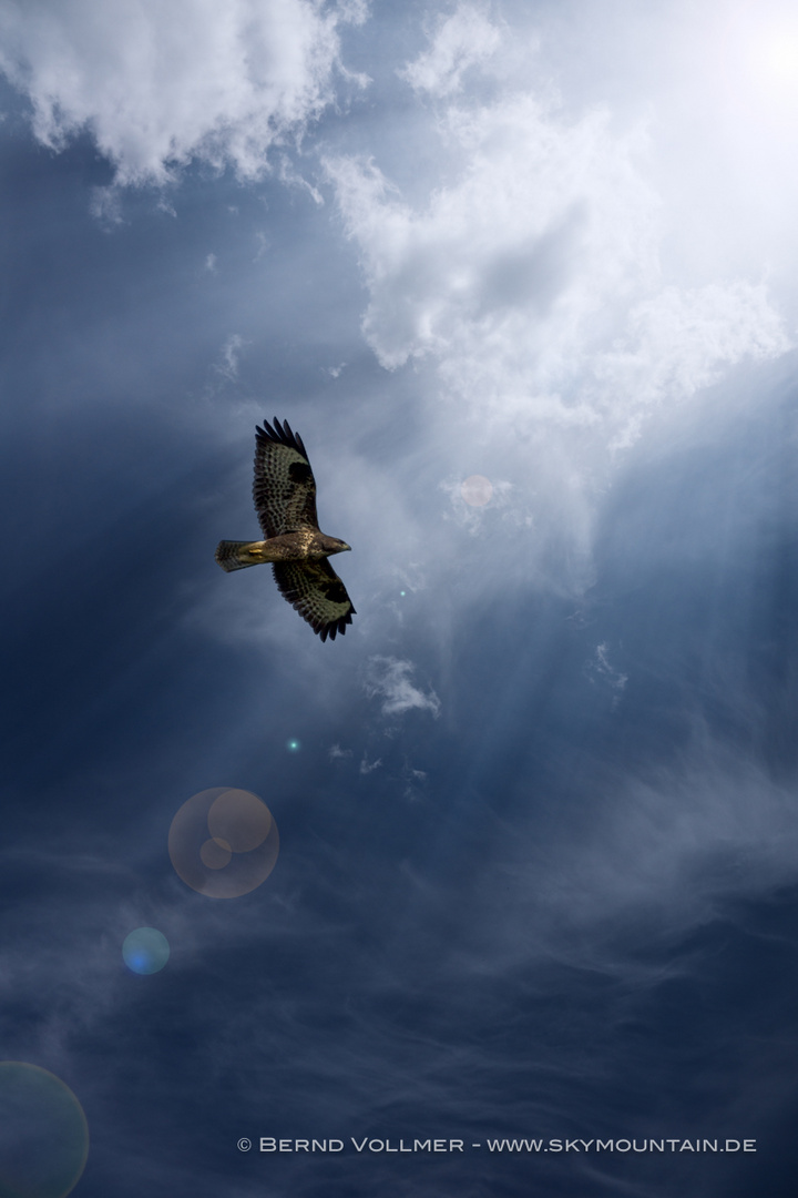 Bussard auf dem Weg zur Sonne