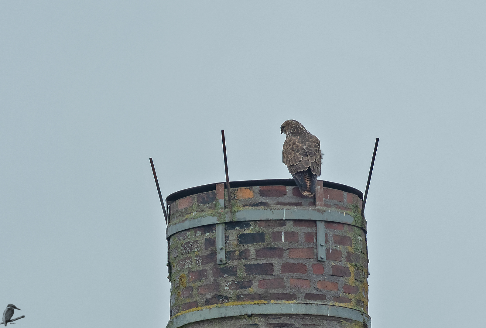 Bussard auf der Esse