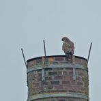 Bussard auf der Esse