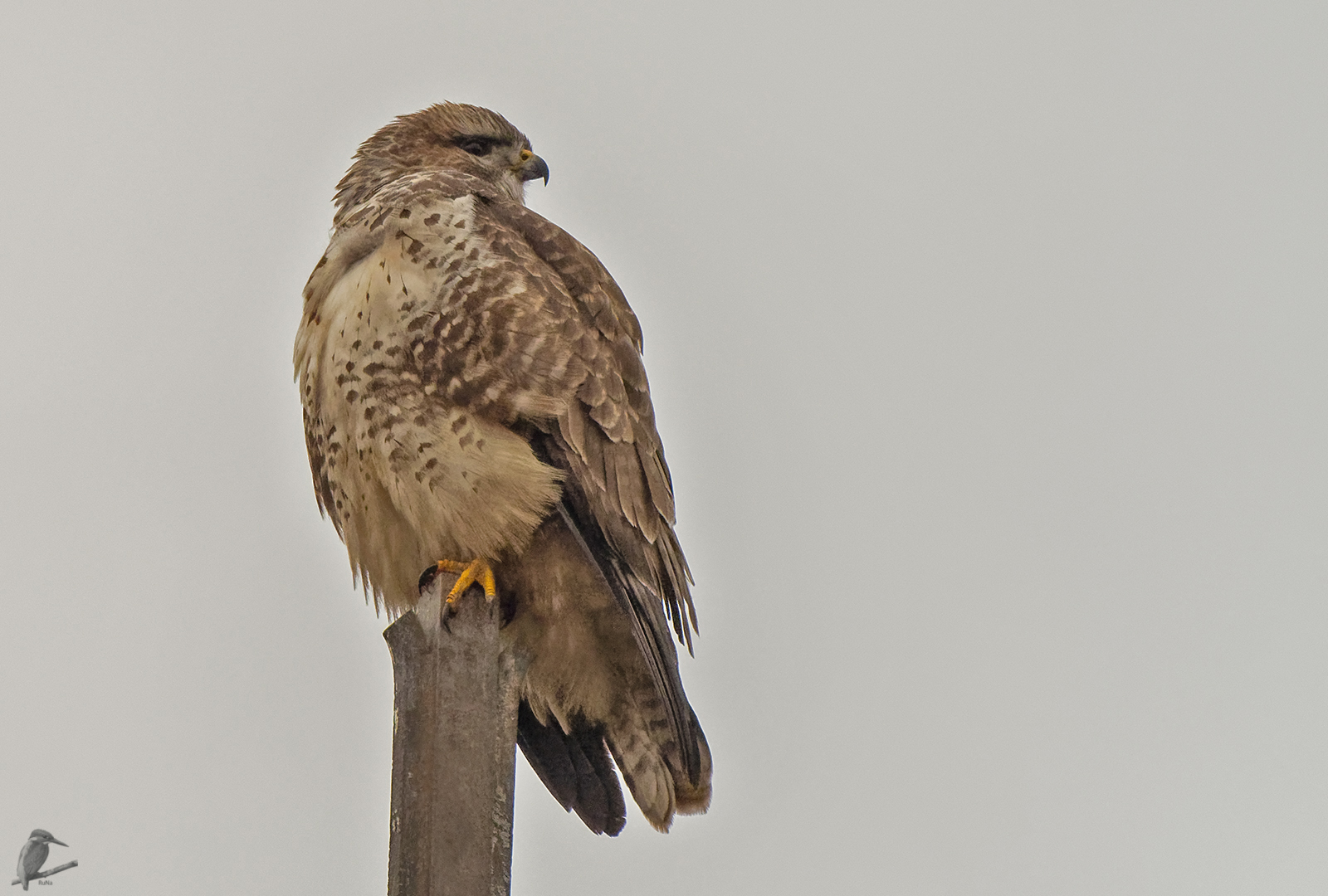 Bussard auf der höchsten Spitze...