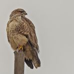 Bussard auf der höchsten Spitze...