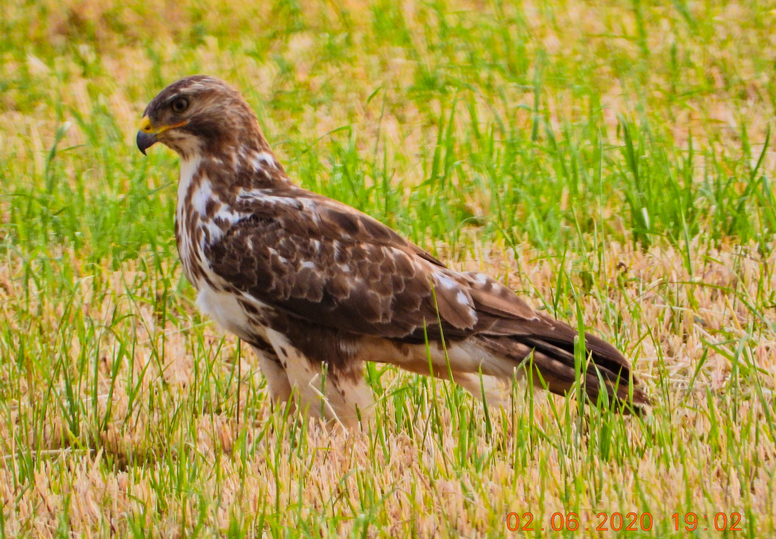 Bussard auf der Wiese