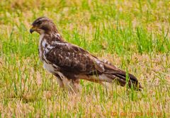 Bussard auf der Wiese