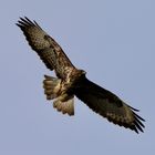 Bussard auf Futtersuche