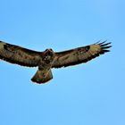 Bussard auf Krawall gebüxt