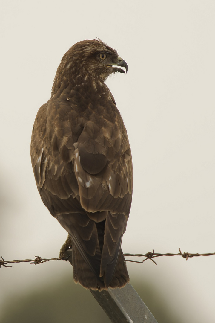 Bussard auf Kreta