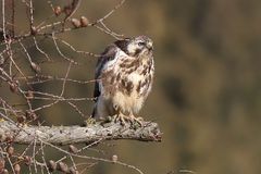 Bussard auf Lauerstellung 