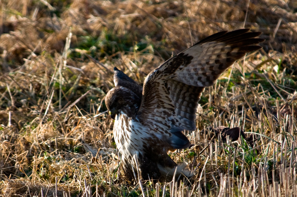 bussard auf mäusejagd