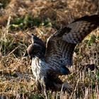 bussard auf mäusejagd