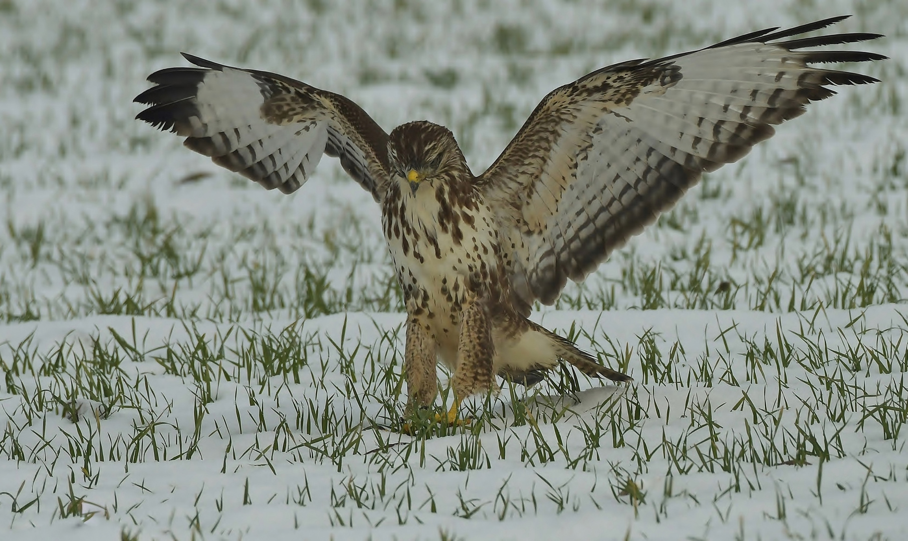 Bussard auf Mäusetour im Schnee