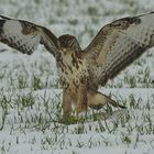 Bussard auf Mäusetour im Schnee