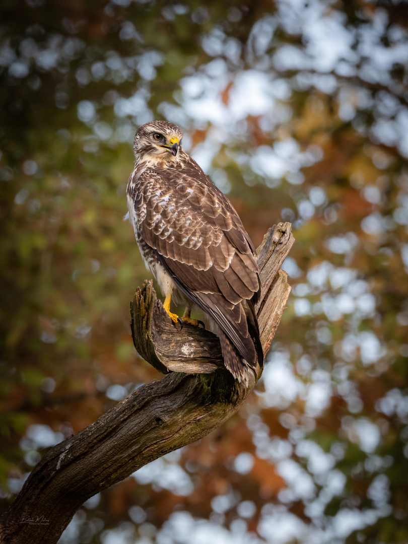 Bussard auf seinem Liebslingsast