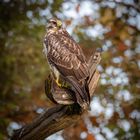 Bussard auf seinem Liebslingsast