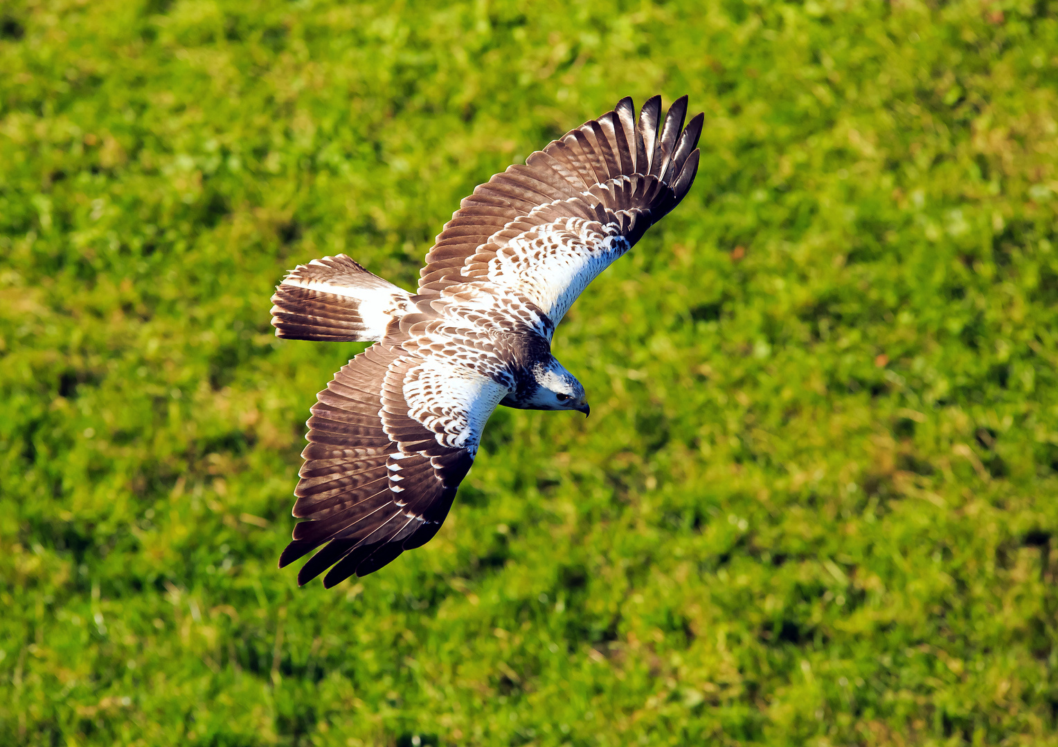 Bussard auf Streifzug