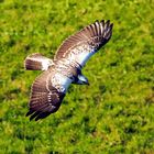 Bussard auf Streifzug