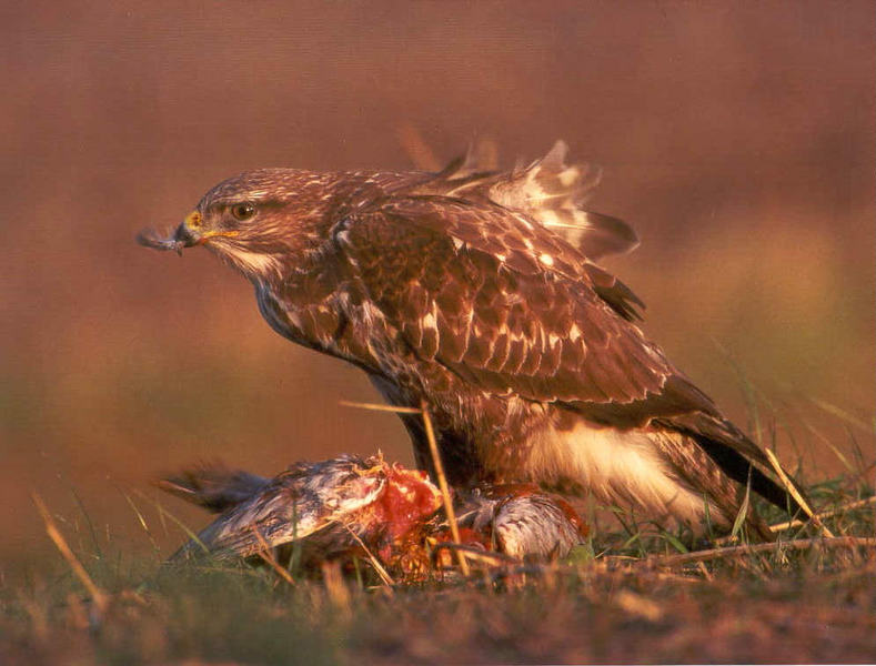 Bussard auf totem Fasan