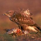 Bussard auf totem Fasan