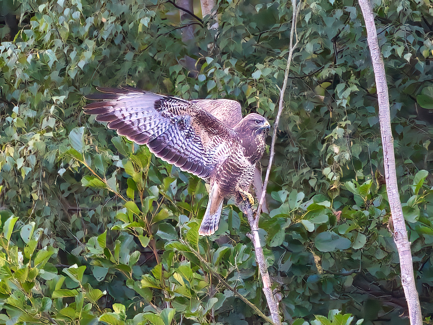 Bussard auf wackelige Ast