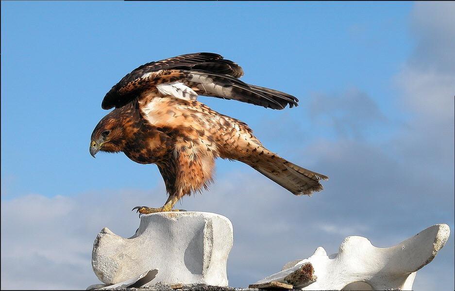 Bussard auf Walfischknochen