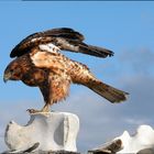 Bussard auf Walfischknochen