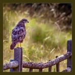 Bussard auf Zaunpfahl