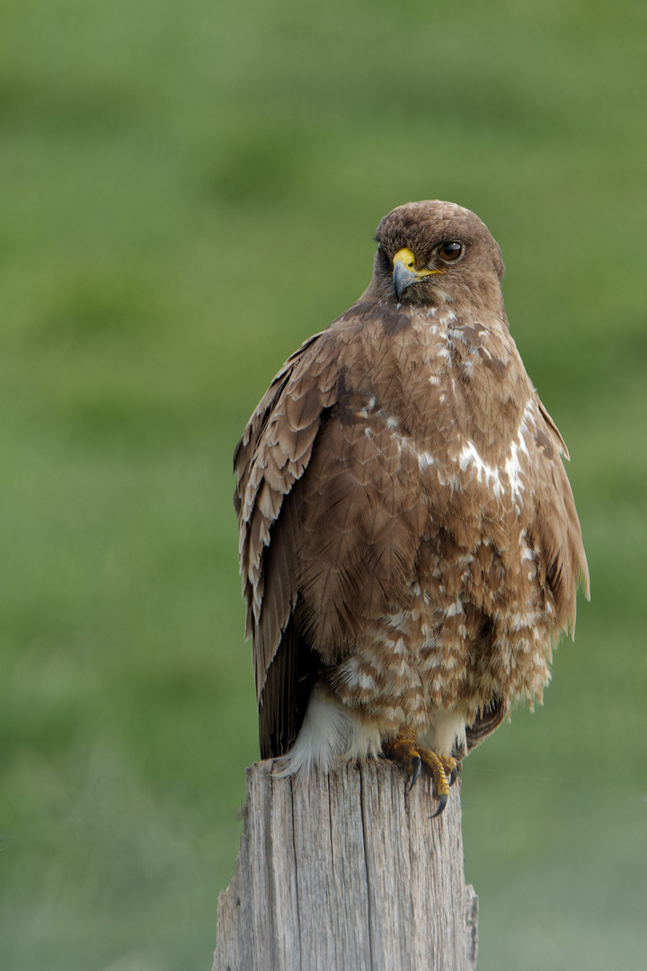 Bussard auf Zaunpfahl