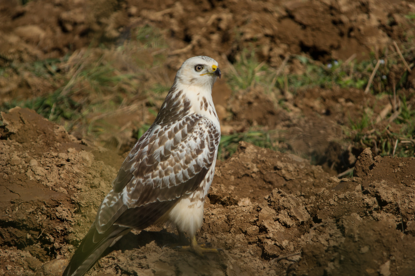 Bussard     Aufnahme 12.10.2019