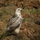 Bussard     Aufnahme 12.10.2019