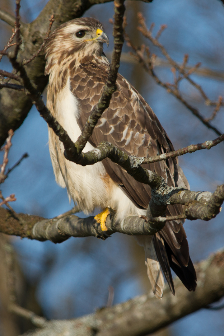 Bussard Aufnahme vom 15.3.2017