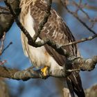 Bussard Aufnahme vom 15.3.2017