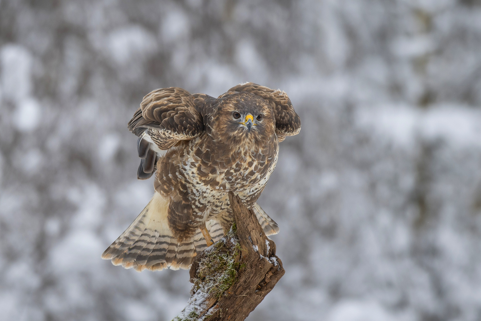 Bussard - Auge in Auge mit dem gut getarnten Fotografen