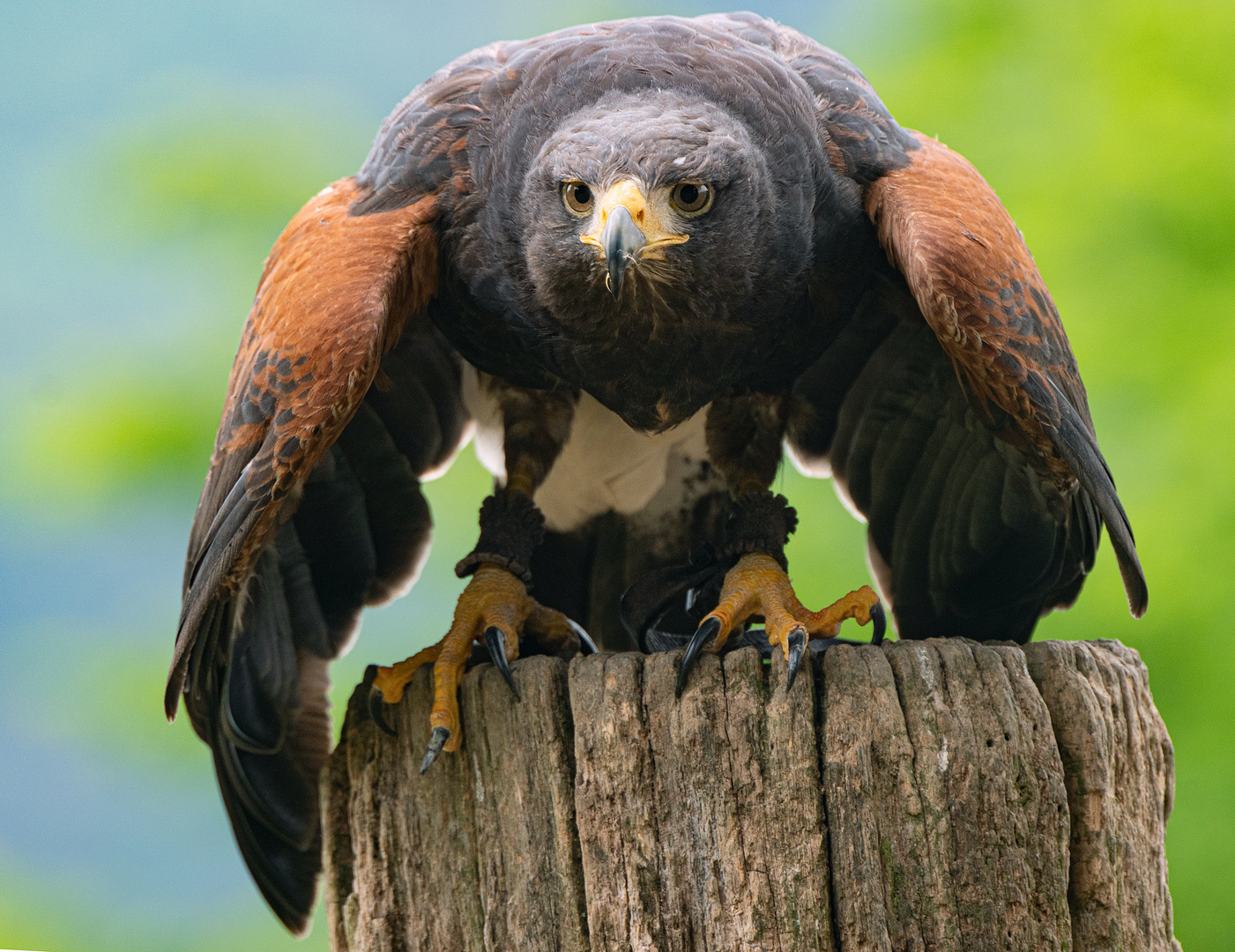 Bussard aus dem Tierpark