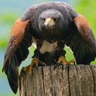 Bussard aus dem Tierpark