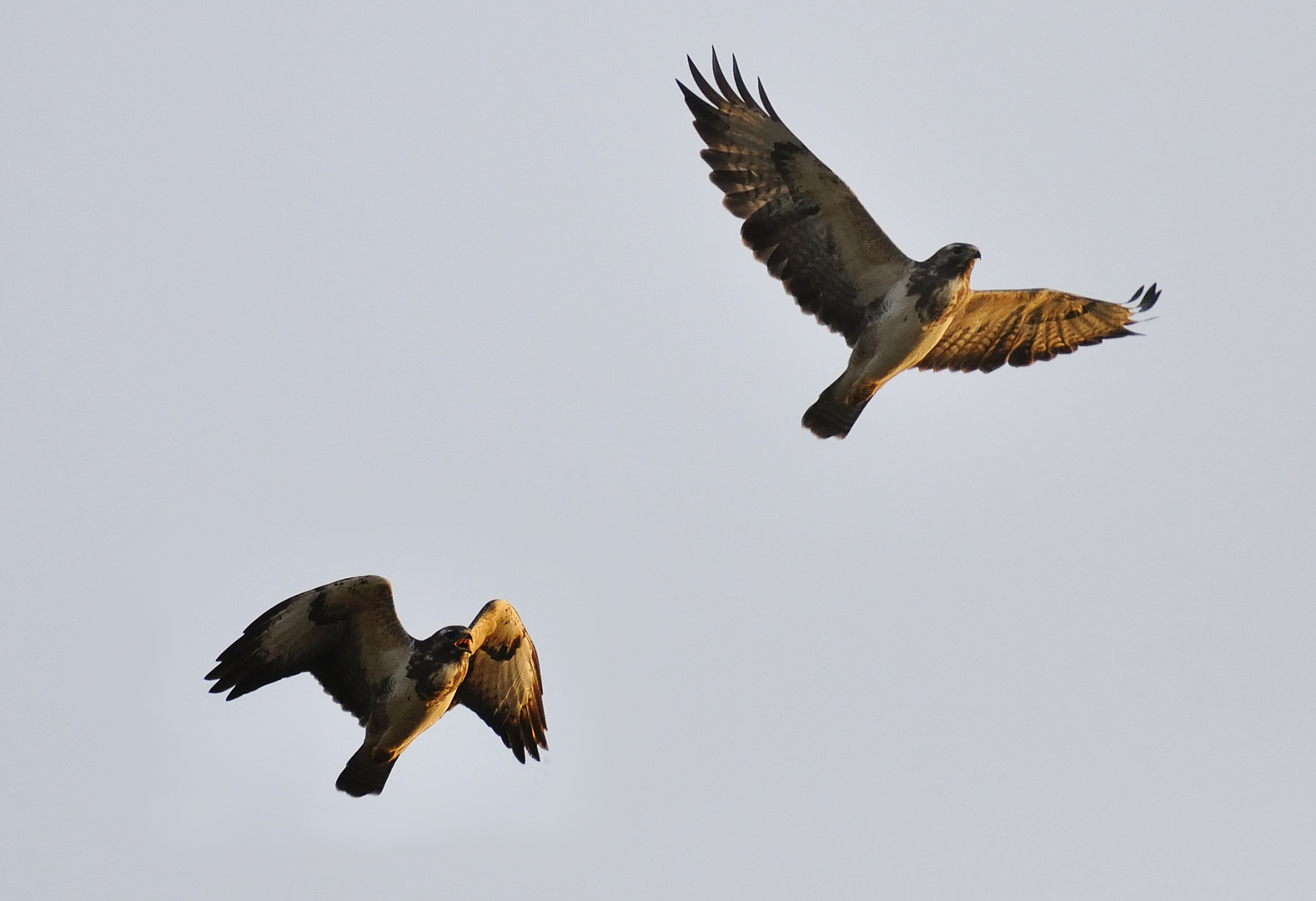 Bussard (Aus zwei mach eins)