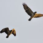 Bussard (Aus zwei mach eins)