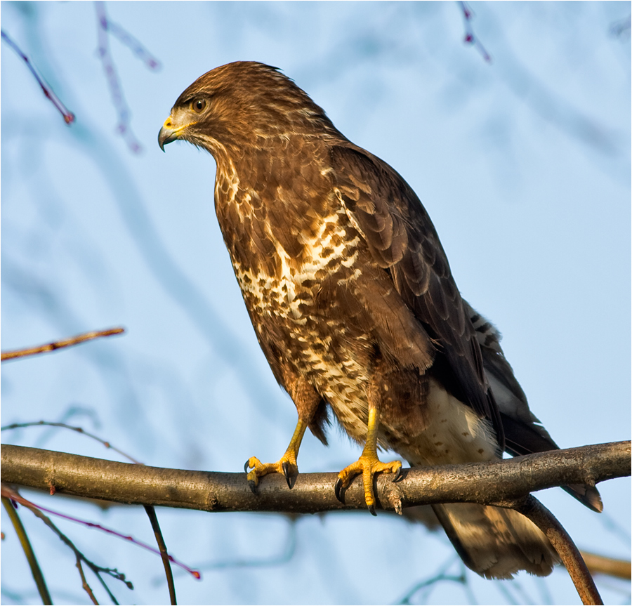 Bussard.