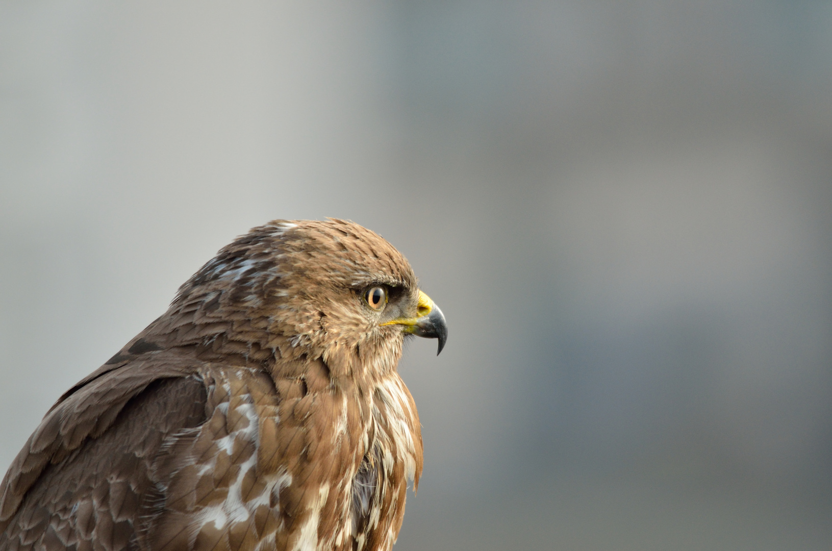 Bussard