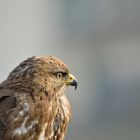 Bussard