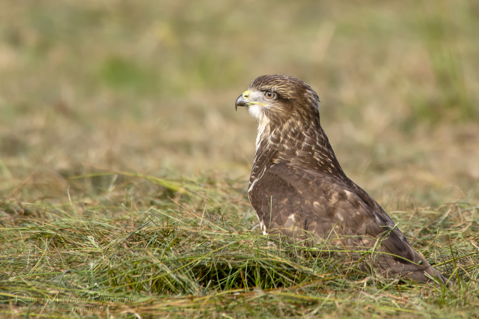 Bussard