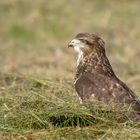 Bussard