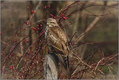 Bussard