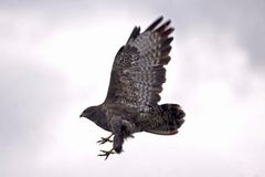 Bussard