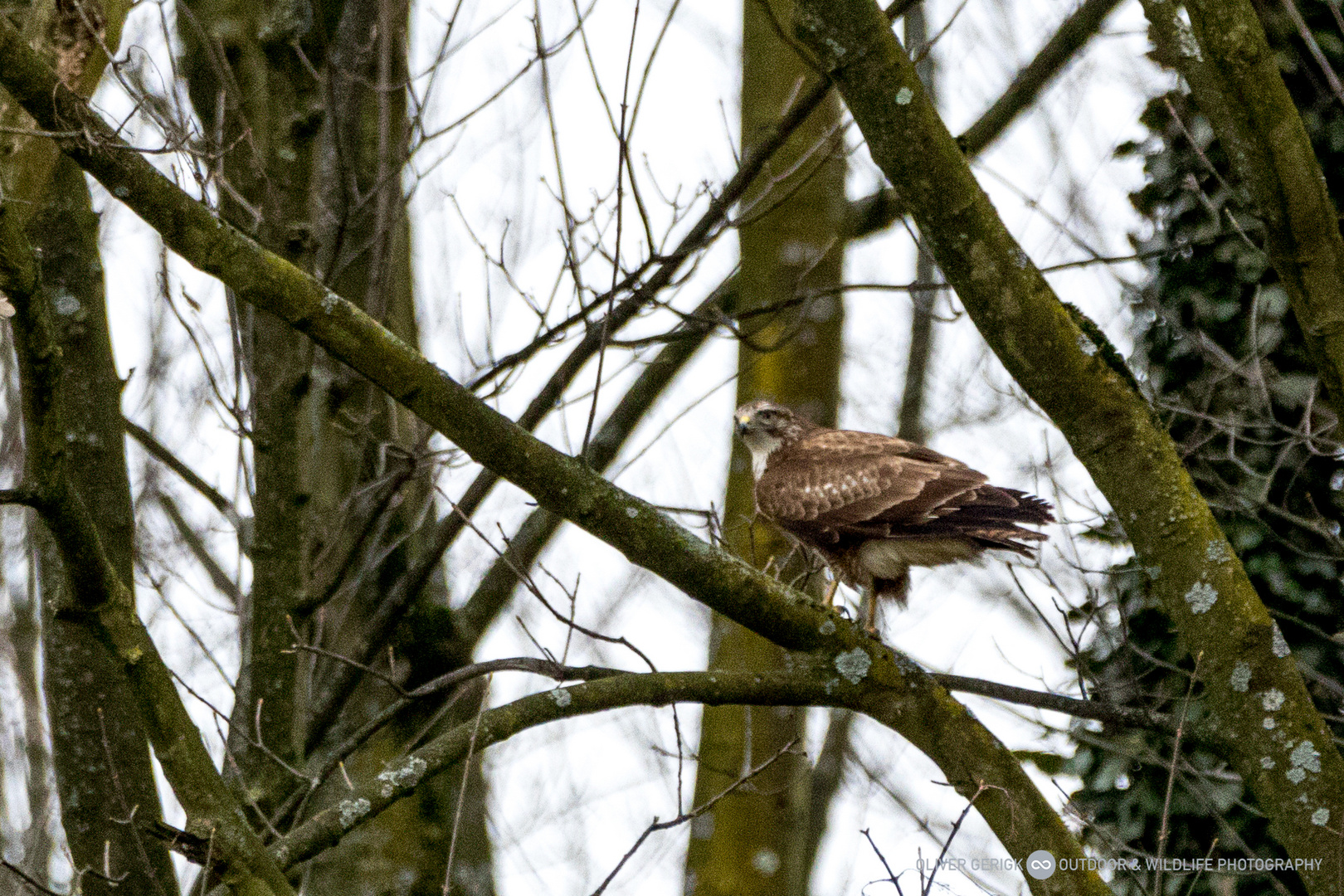 Bussard