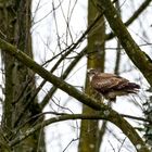 Bussard