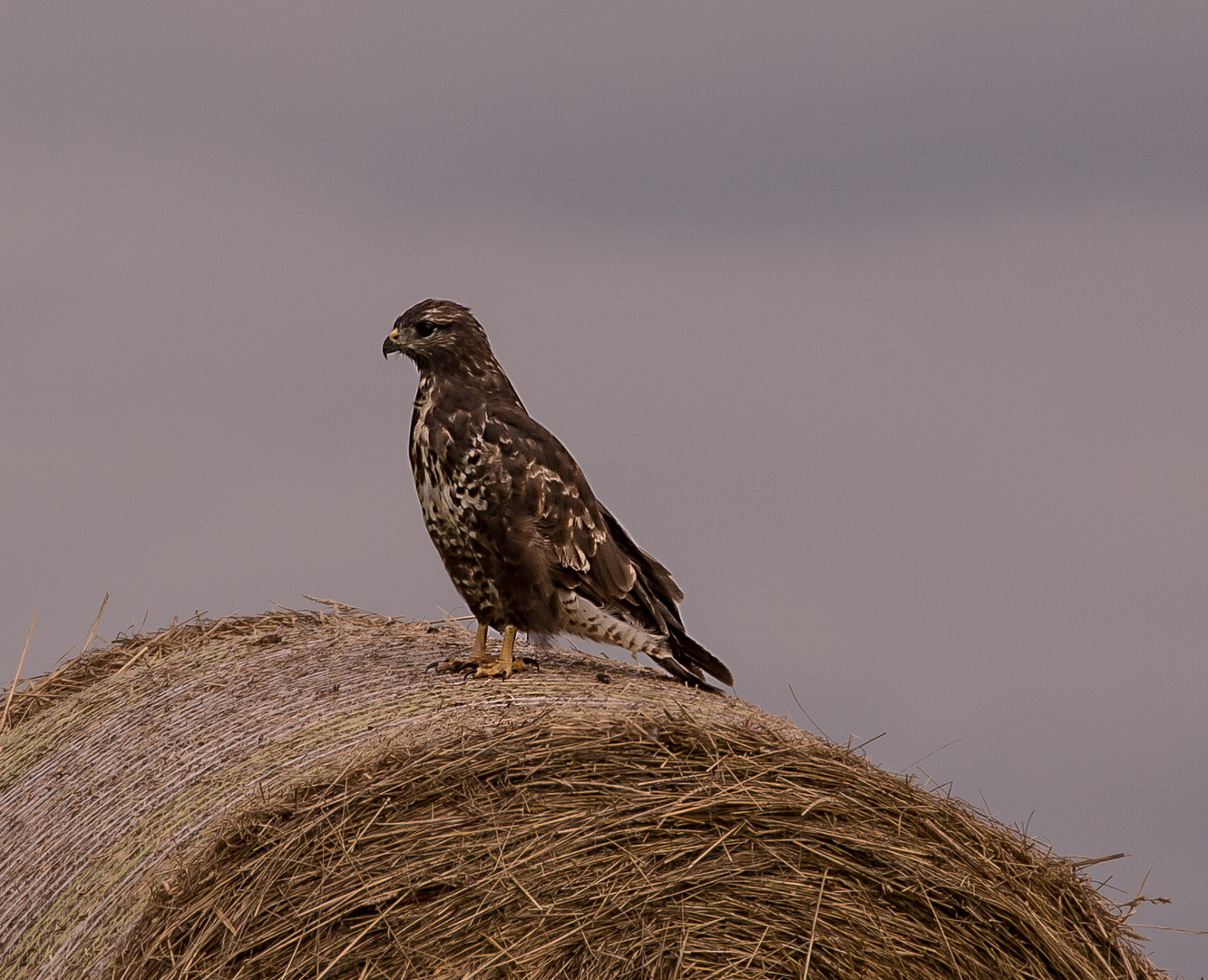 Bussard