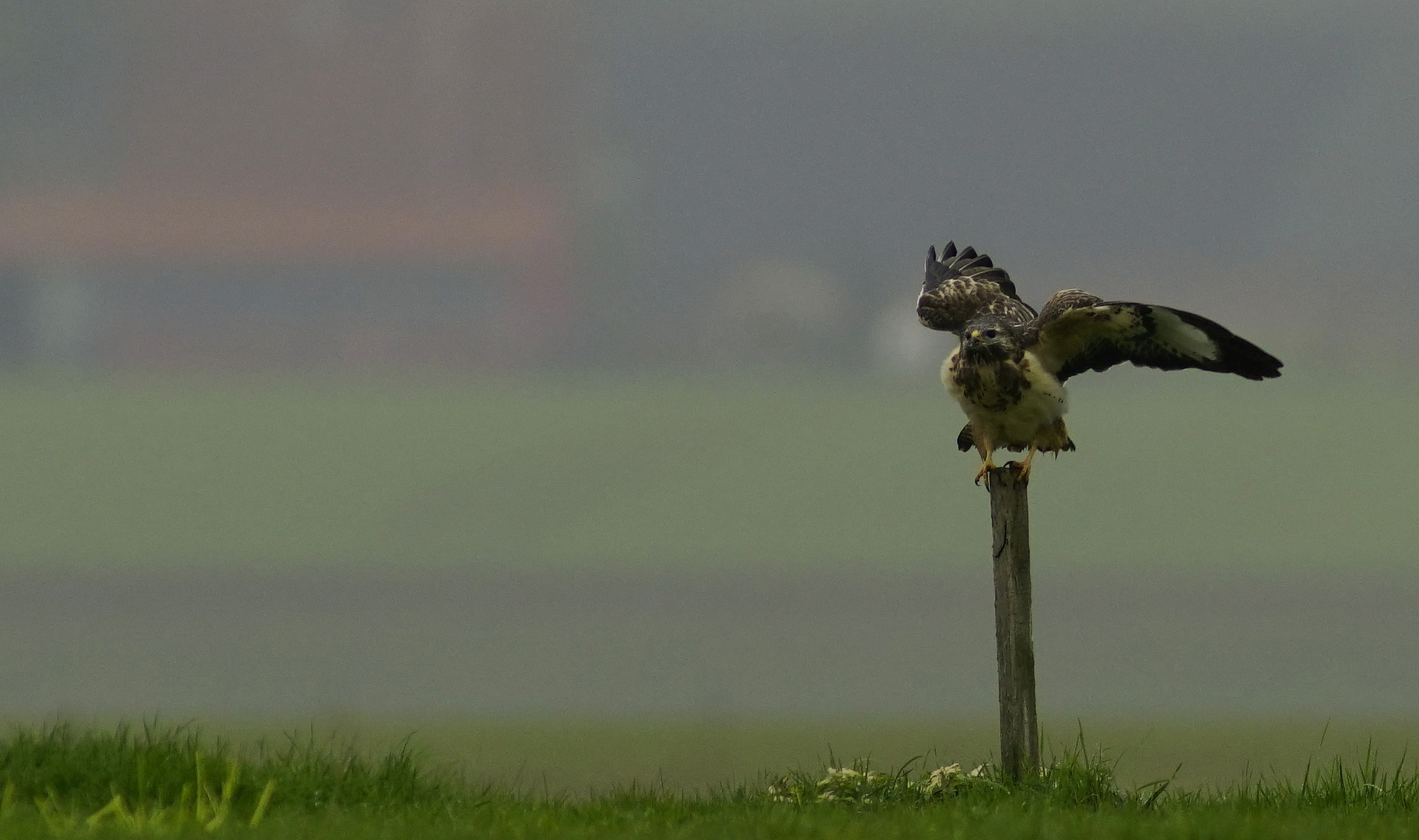 Bussard.