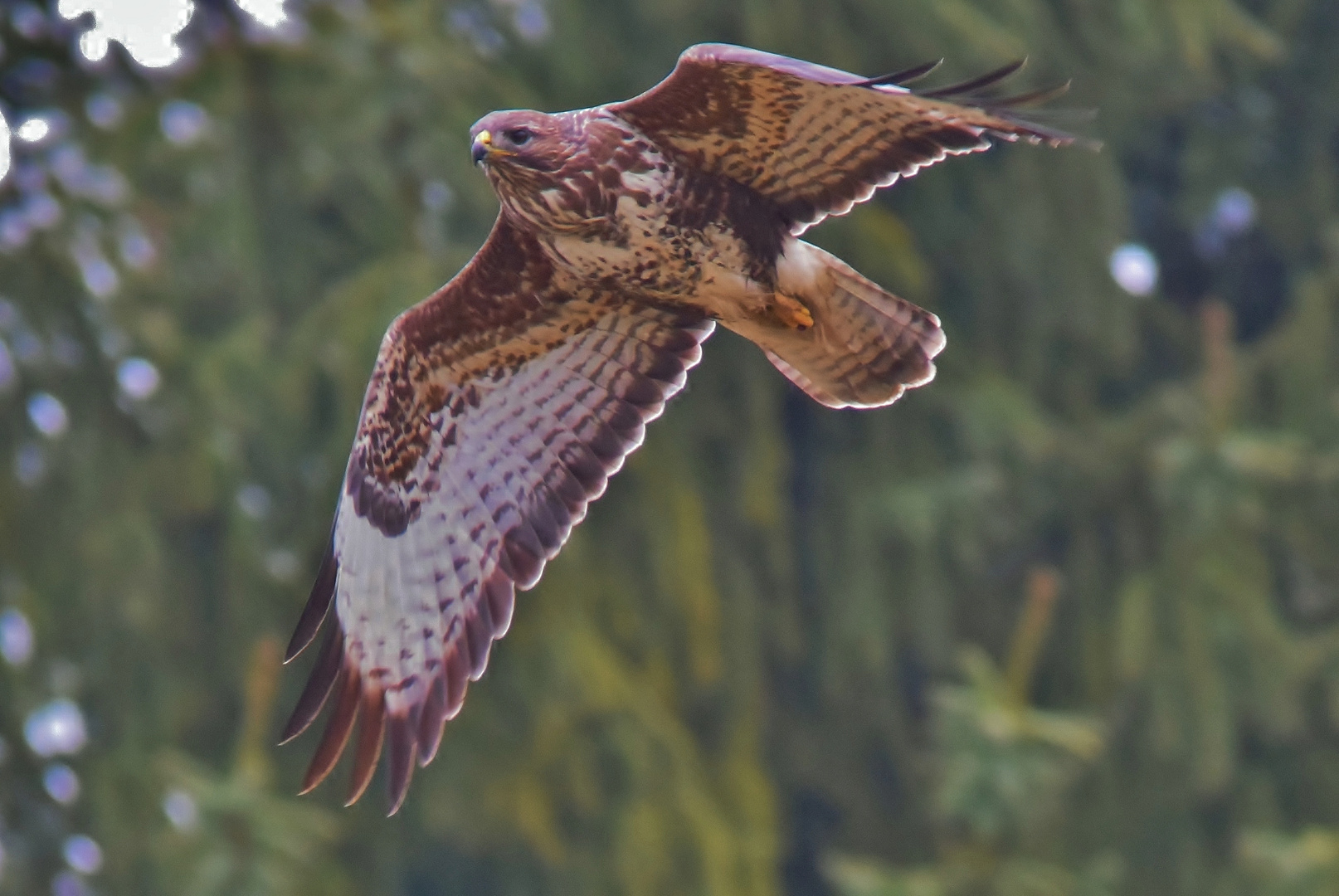 Bussard