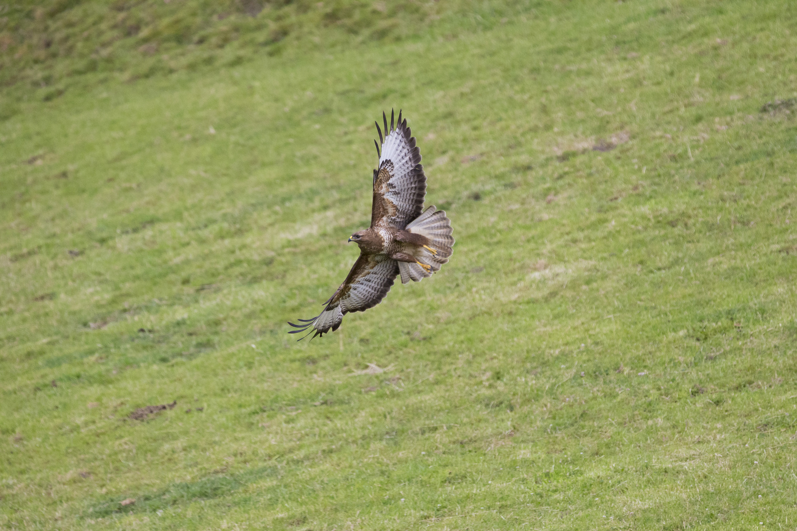 Bussard